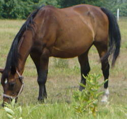 Kisber Halfbred Horse