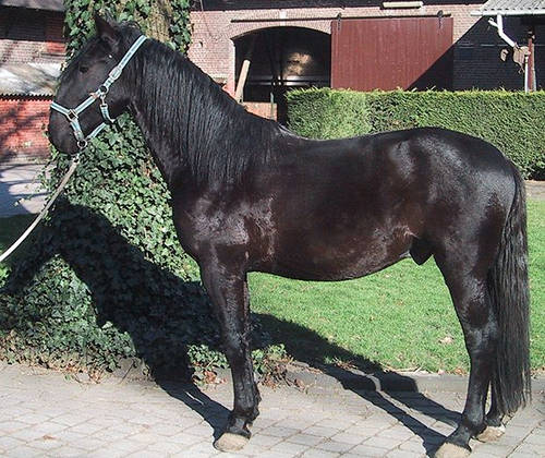 Kladruby Horse
