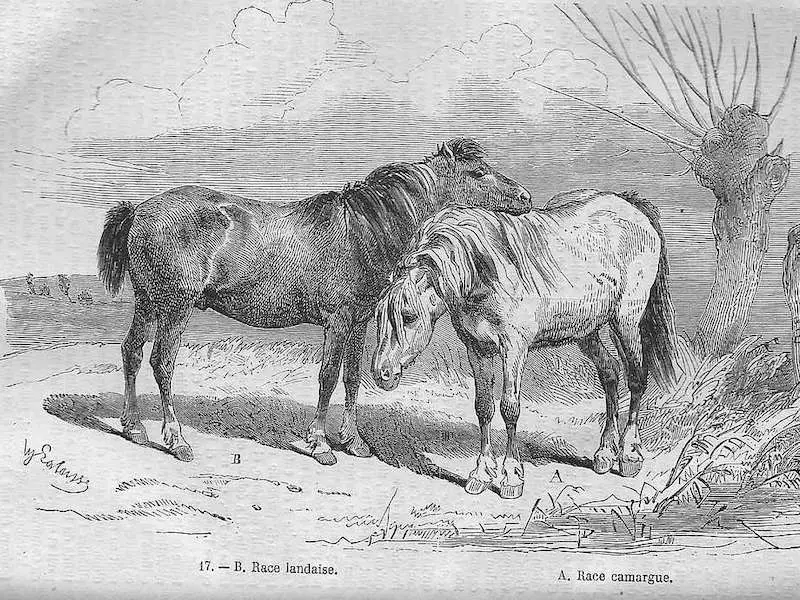 Landais Pony