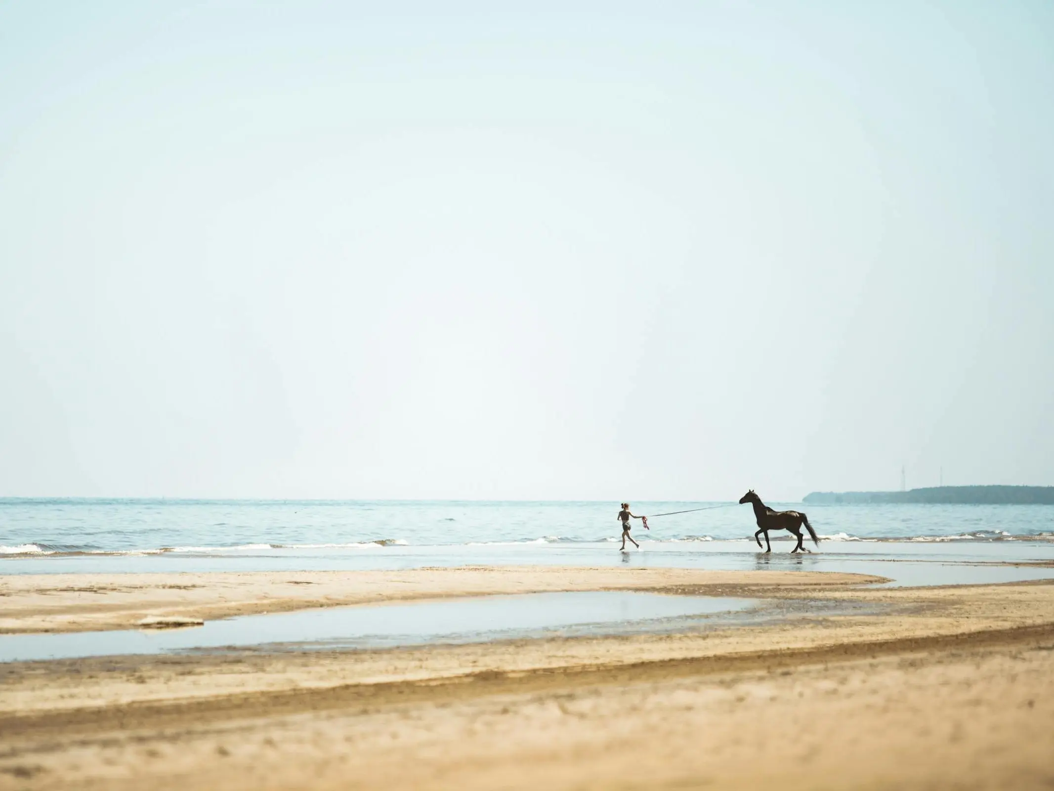 Latvian Horse