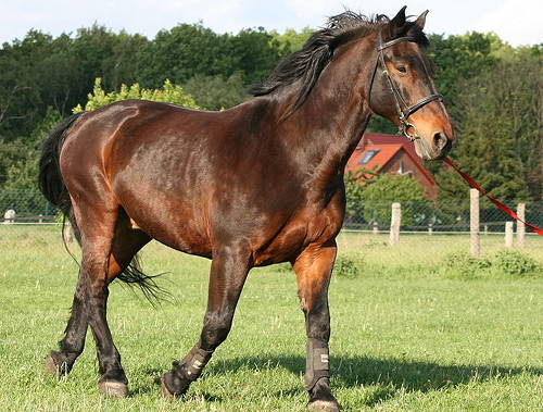 Latvian Horse