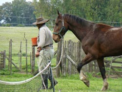 Man leading a horse