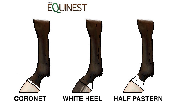 Horse Leg Markings