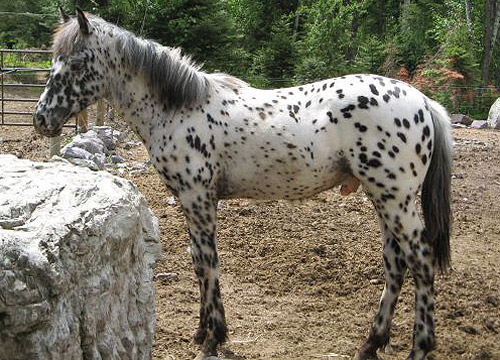 Leopard Appaloosa Leopard Appaloosa
