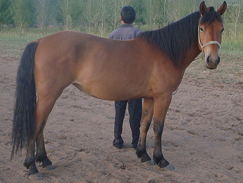 Light Bay Horse Light Bay Horse