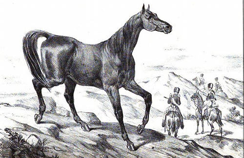 Limousin Horse