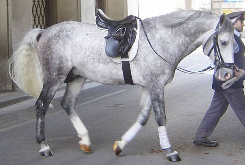 Lipizzaner Horse