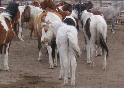 Horses