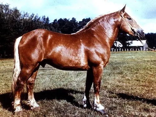 Lithuanian Heavy Draft Horse