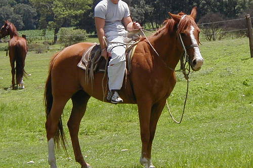 Llanero Horse