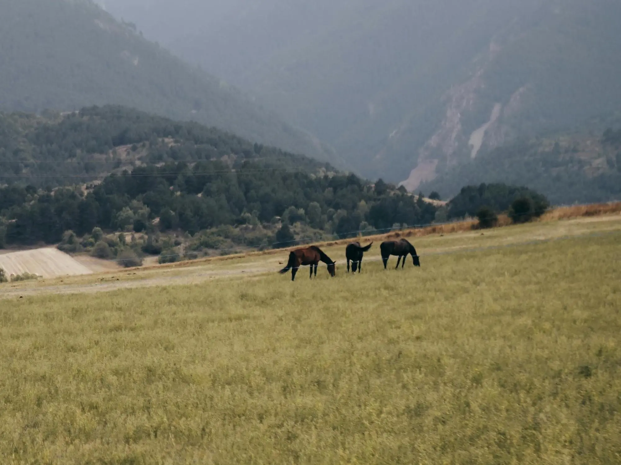 Losino Pony