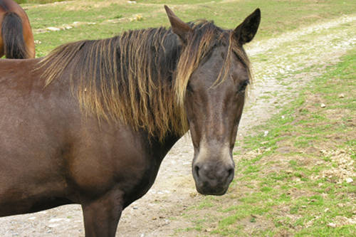 Lundy Pony