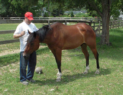 Nice to meet you too A man petting a horse