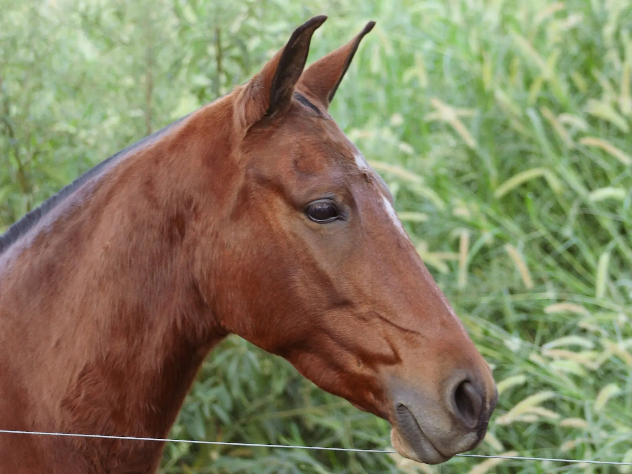 Mangalarga Marchador Horse