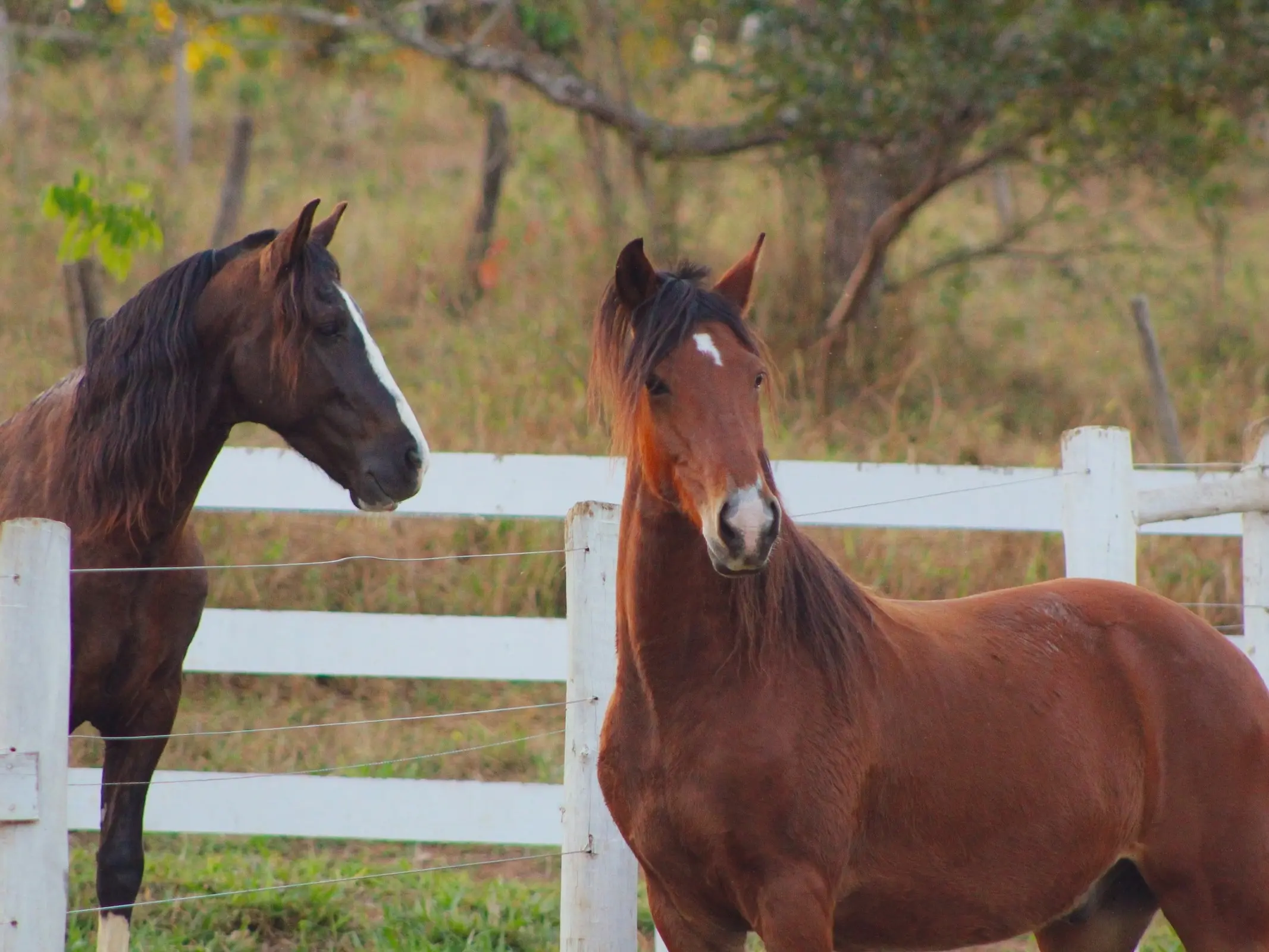 Mangalarga Marchador Horse
