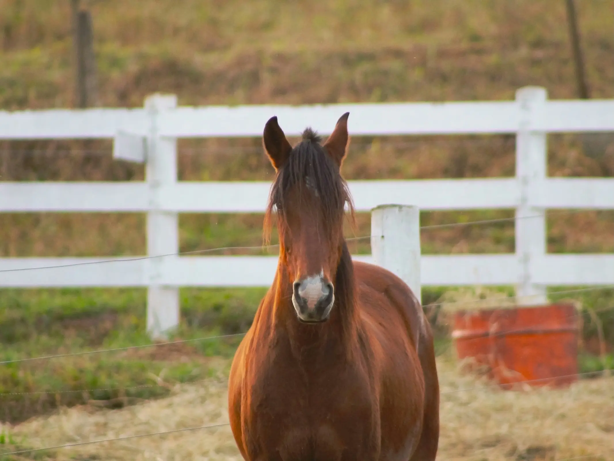 Mangalarga Marchador Horse