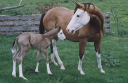 Mare & Foal
