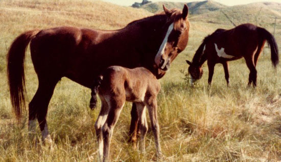 Mare & Foal