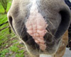 Horse Markings Horse Markings