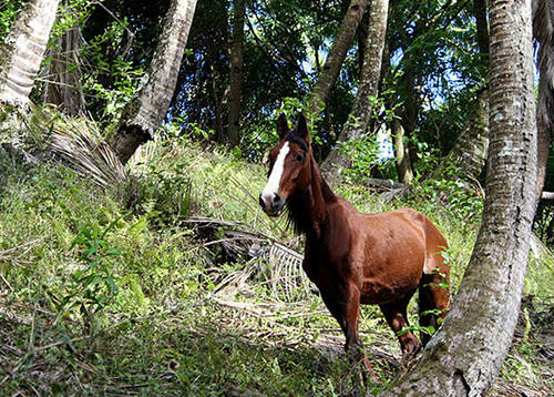 Marquesas Islands Horse