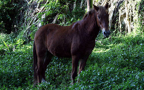 Marquesas Islands Horse