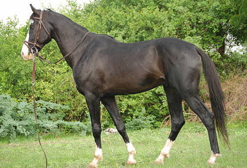 Marwari Horse