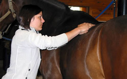 Horse with massage therapist