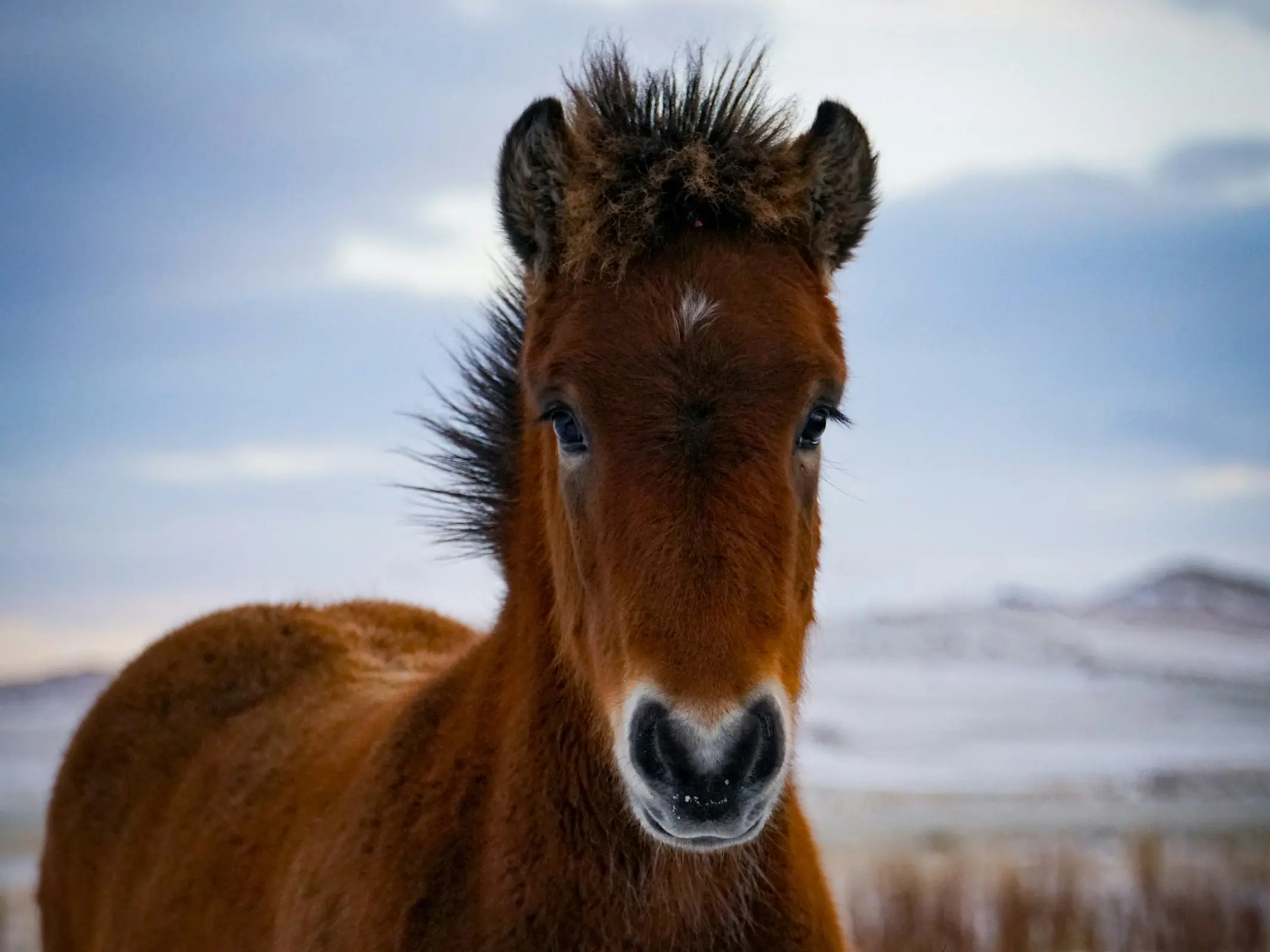 Bay mealy horse