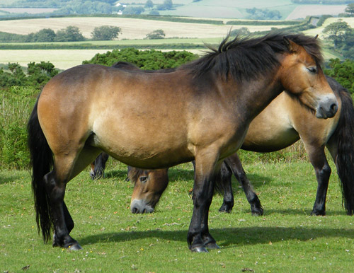 Mealy Bay Horse Mealy Bay Horse