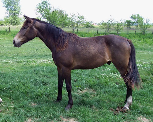 Black Mealy / Pangare Horse