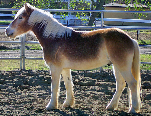 Chestnut Mealy / Pangare Horse