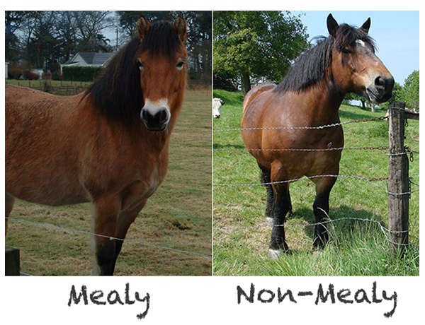 Mealy vs. Non-Mealy Horse