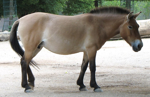 Mealy Horse Mealy Horse