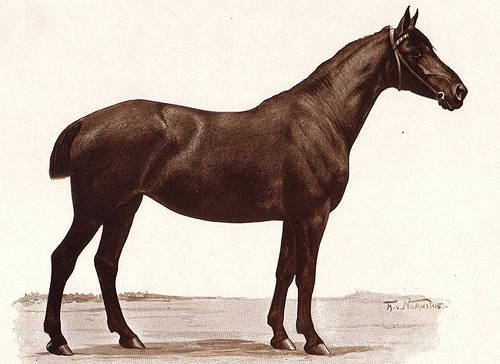 Mecklenburg Horse