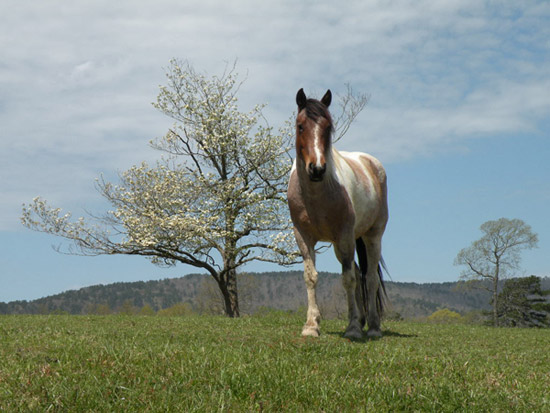 Proud Spirit Horse Sanctuary Proud Spirit Horse Sanctuary