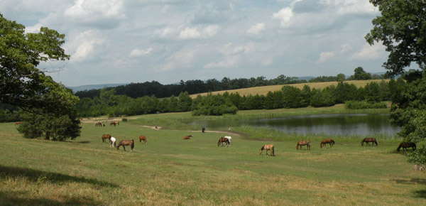 Proud Spirit Horse Sanctuary Proud Spirit Horse Sanctuary