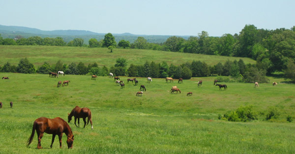 Proud Spirit Horse Sanctuary Proud Spirit Horse Sanctuary