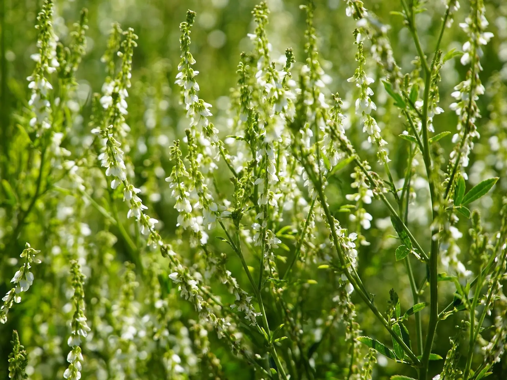 White Sweet Clover