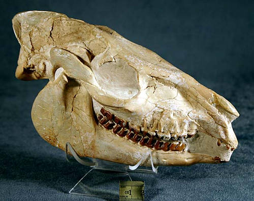 Mesohippus Skull