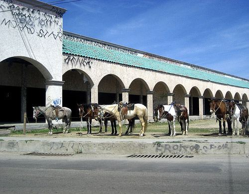 Horses in Mexico
