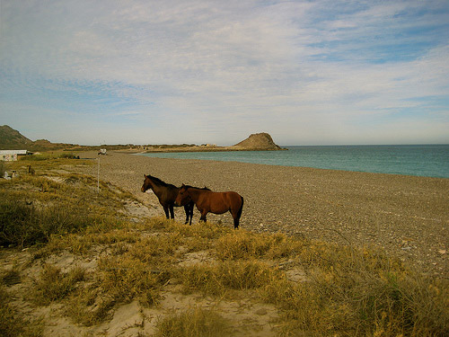 Horses on the beach in Mexico