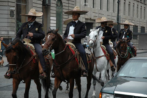 Horses in Mexico City