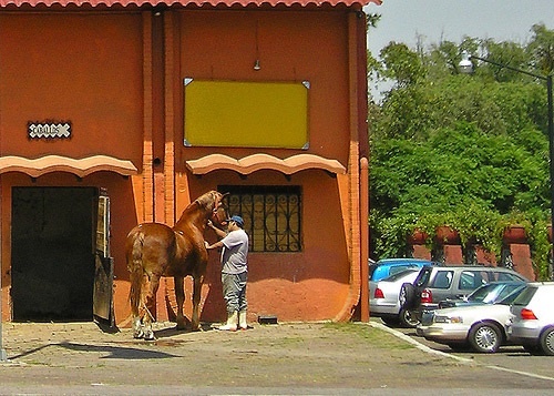 Horse in Mexico