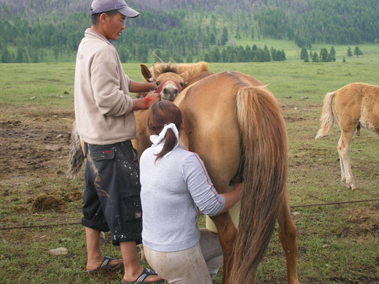 Milking a Mare