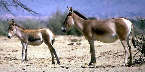 Mongolian Wild Ass