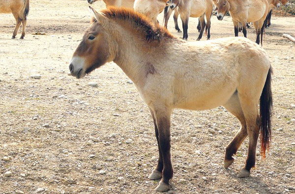 Mongolian Wild horse