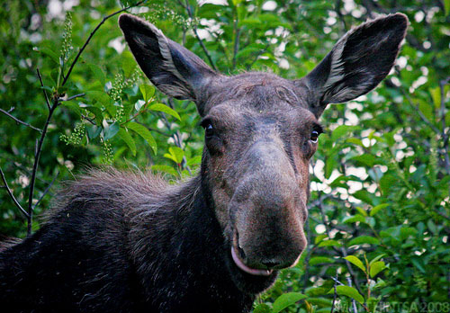 Moose Moose