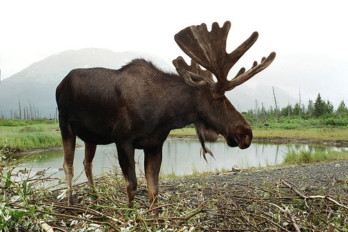Moose Moose