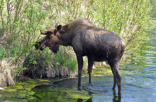 Moose Moose