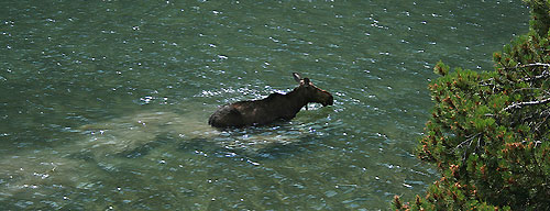 Moose Moose